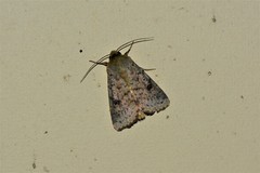 Heliothis punctifera