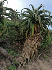 Aloe thraskii