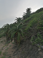 Aloe thraskii