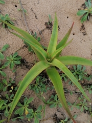 Aloe thraskii