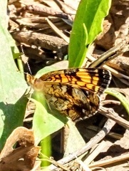 Phyciodes phaon