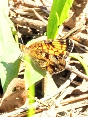 Phyciodes phaon