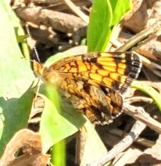 Phyciodes phaon