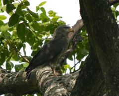 Circaetus cinerascens