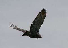 Circaetus cinerascens