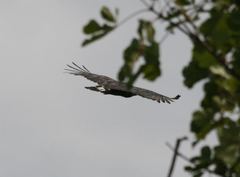 Circaetus cinerascens