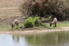 Kobus ellipsiprymnus
