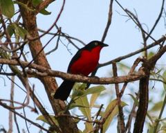 Laniarius erythrogaster