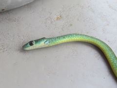 Philothamnus heterolepidotus