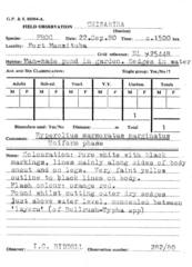 Hyperolius marginatus