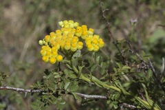 Helichrysum maracandicum