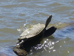 Graptemys pseudogeographica