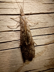 Triplectidinae