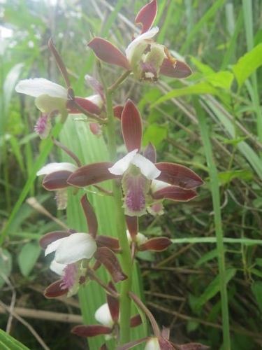 Eulophia stachyodes image