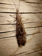 Triplectidinae