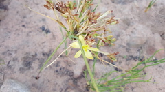 Moraea maximiliani