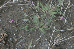 Oxytropis teres
