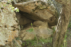 Arum korolkowii