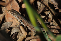 Podarcis siculus siculus