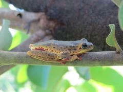 Hyperolius glandicolor
