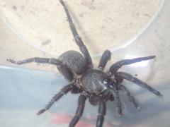 Seqocrypta jakara