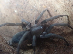 Encoptarthria