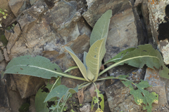 Verbascum songaricum