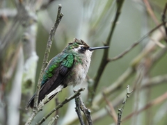 Chlorostilbon gibsoni