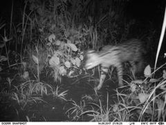 Leptailurus serval