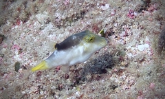 Canthigaster epilampra