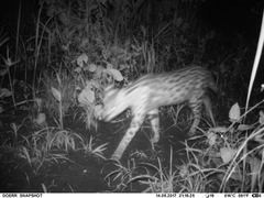 Leptailurus serval