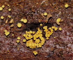 Lachnum pteridophyllum