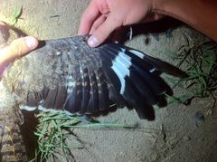 Caprimulgus vexillarius