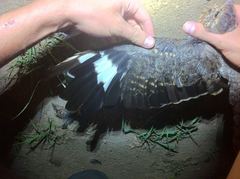 Caprimulgus vexillarius