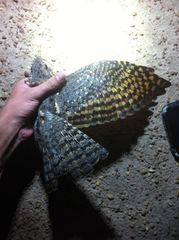 Caprimulgus vexillarius