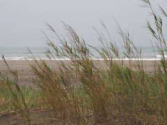 Phragmites vallatoria