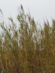 Phragmites vallatoria
