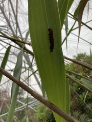 Chelonomorpha japana