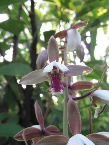 Eulophia stachyodes image