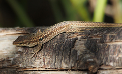 Podarcis siculus siculus