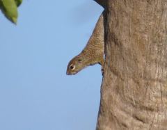 Heliosciurus gambianus