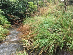 Themeda villosa
