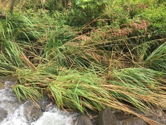 Themeda villosa