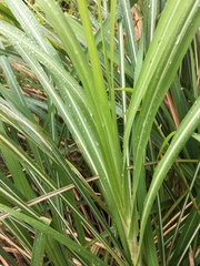 Themeda villosa