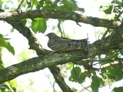 Caprimulgus vexillarius