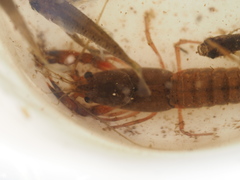 Cherax