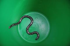 Typhlopidae
