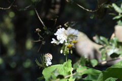 Sparrmannia