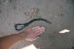 Typhlopidae
