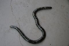 Typhlopidae